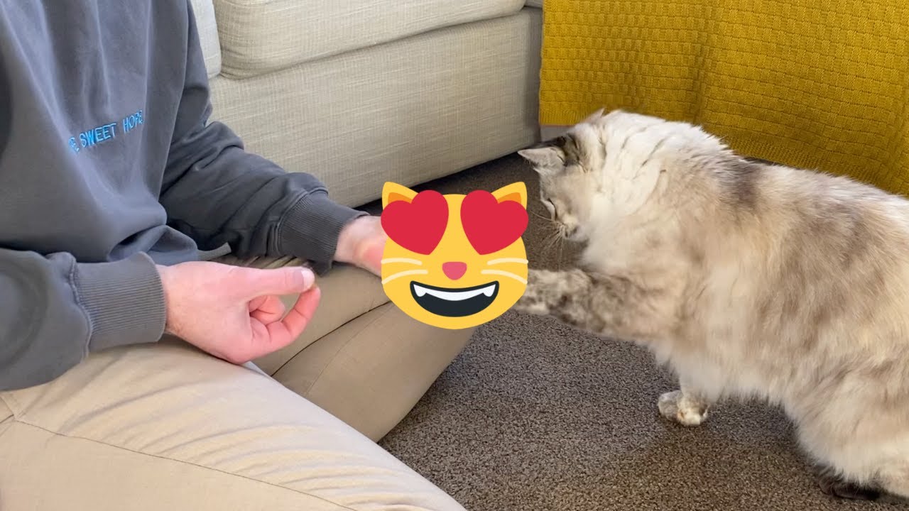 What I Learned Teaching My Cat to 'Fist Bump'