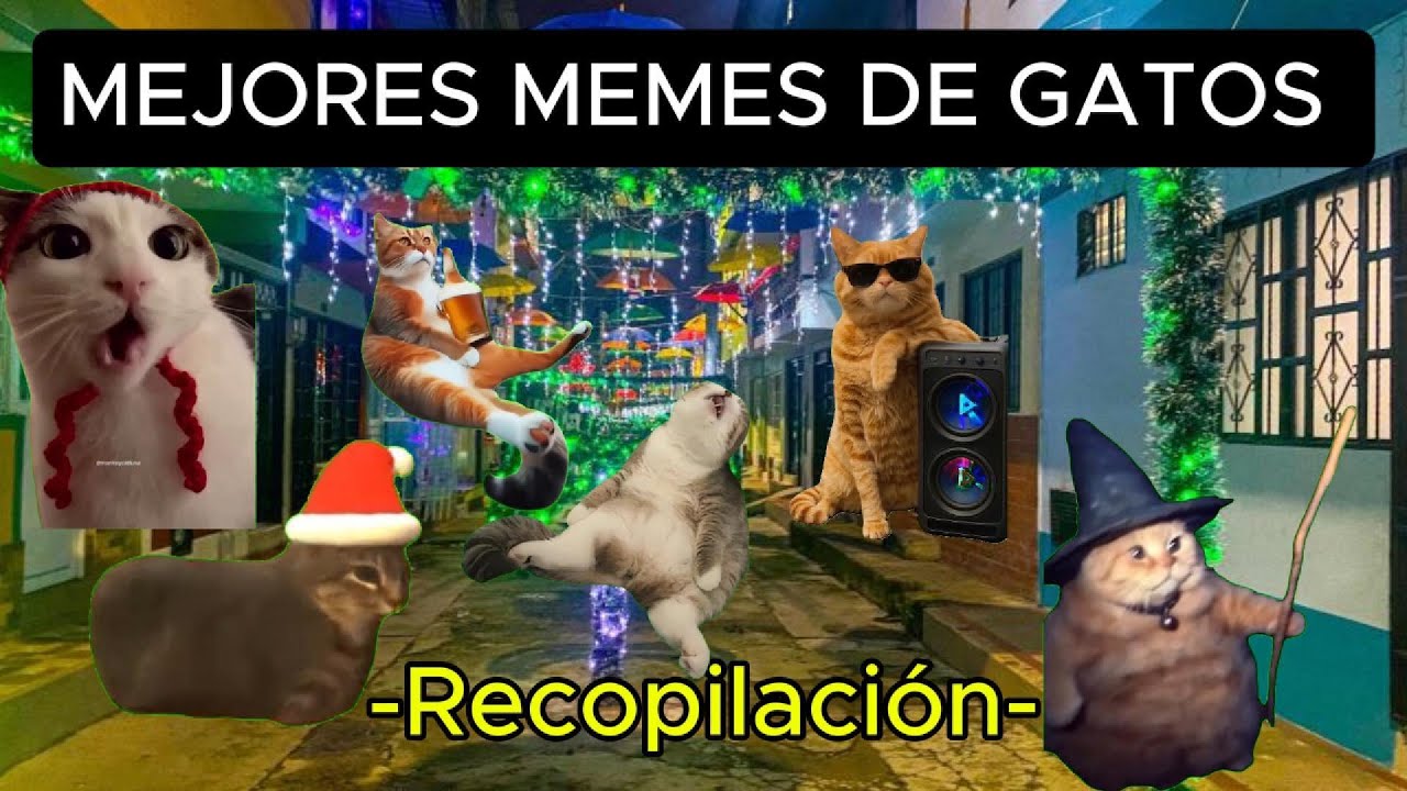 VIDEOS DIVERTIDOS CON LOS MEJORES MEMES DE GATOS (Recopilación)