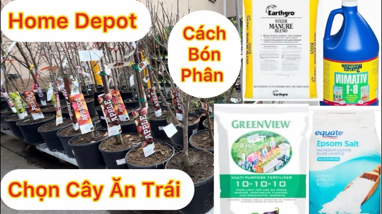 Tập 1917: Cách Chọn Cây Tốt Nhất Và Cách Bón Phân Để Được Nhiều Bông Trái Không Rụng 