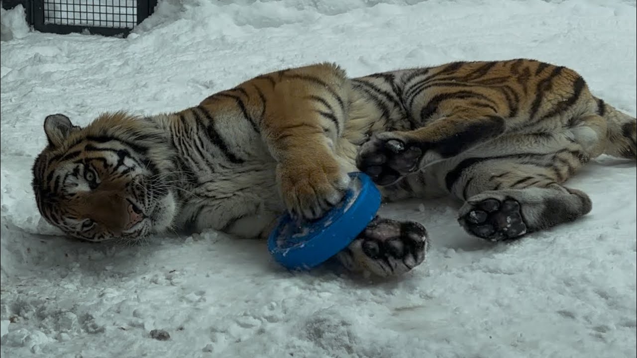 円山動物園アムールトラトートゴロンゴロン少しユキヒョウシジム