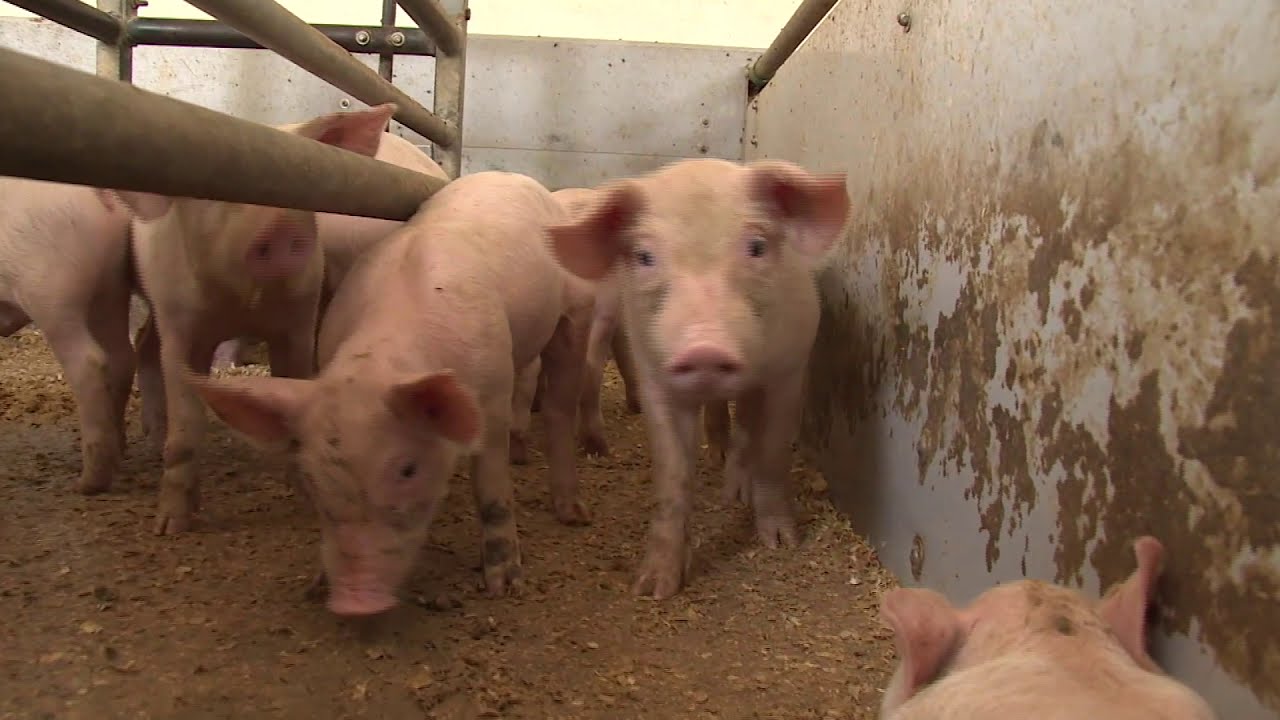 Local produce from Malta & Gozo. Fresh pork farm to table and a visit to Mario Abela's Siggiewi farm