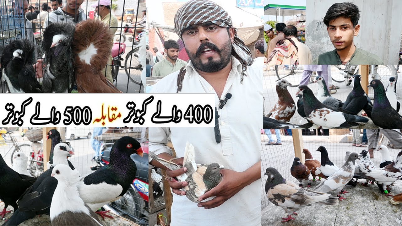 Kabutar Mandi Multan | Pigeon Market Multan | Kabootar Mandi Multan | #saeedpets