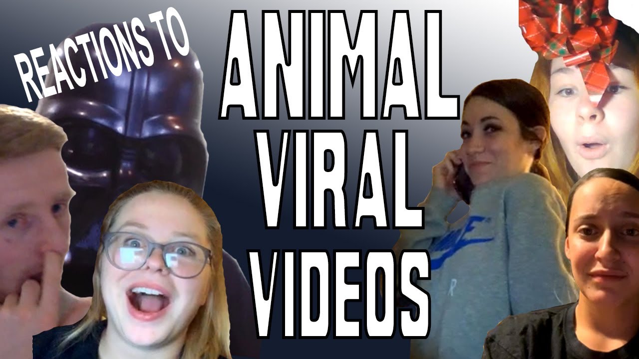 People reacting to ANIMAL VIRAL VIDEOS (Omegle chat)