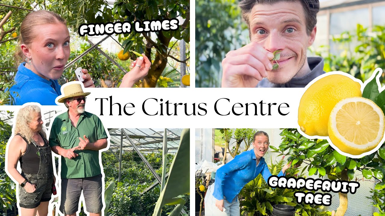 Visiting The Citrus Centre (A Fruit-Lover's Heaven!)