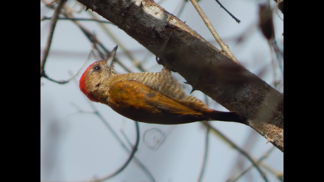 Pica pau pequeno (Veniliornis passerinus)