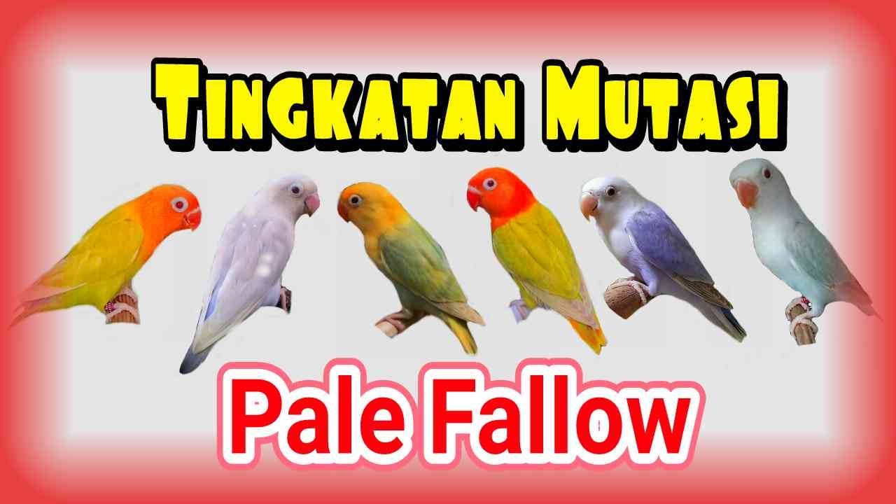 Tingkatan Mutasi Pale Fallow | Lovebird Mata Merah