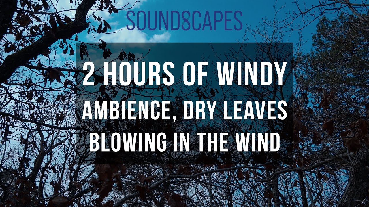 Dry leaves blowing in the wind, relaxing forest ambience [2 HOURS]