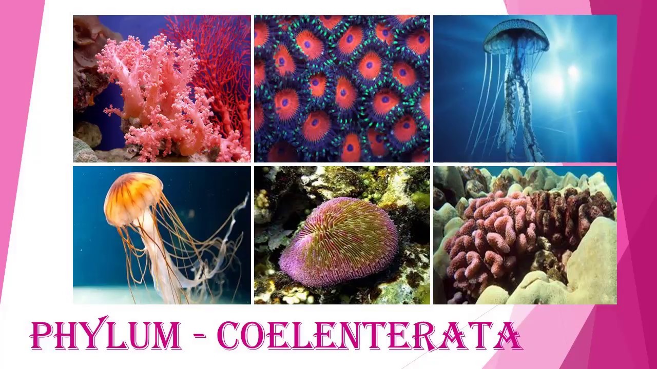Phylum Coelenterata (Cnidaria) : Animal Classification 2