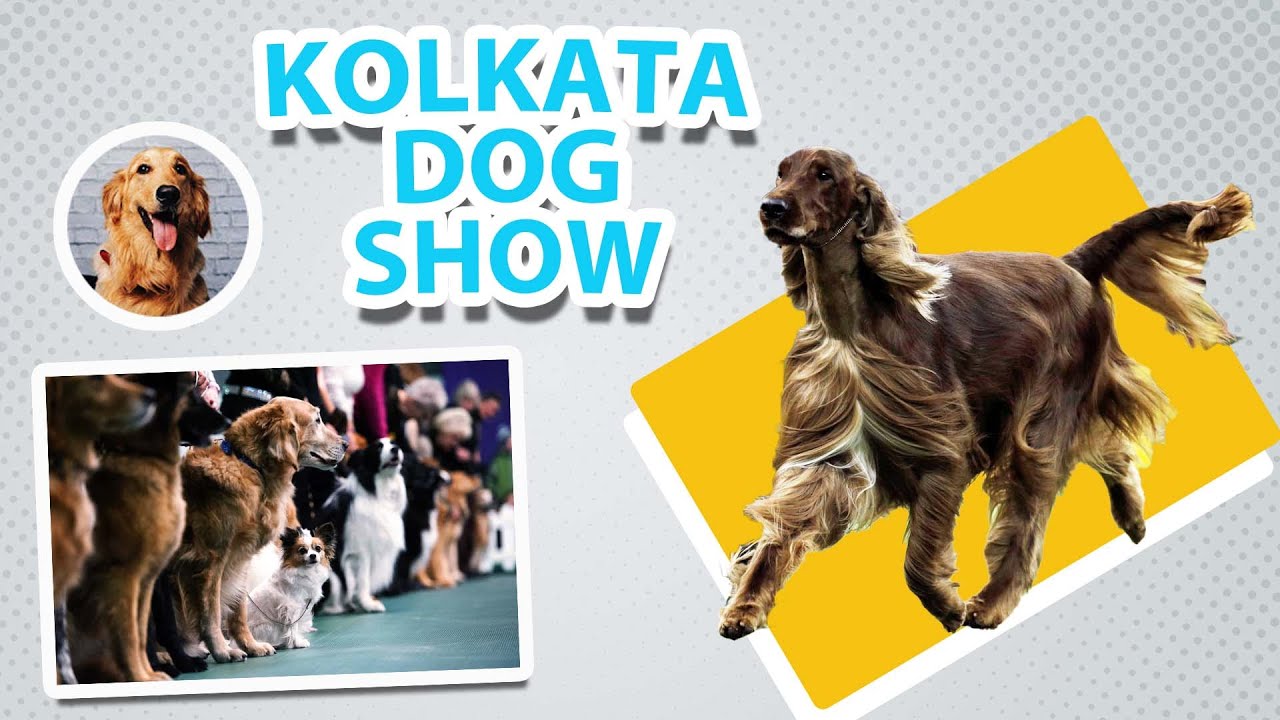 DOG SHOW KOLKATA | TOP QUALITY DOG SHOW | KOLKATA | WEST BENGAL