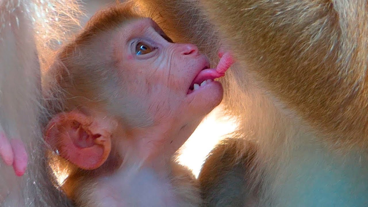 EP18 : It's POV, Heart-Melting ! Adorable Baby Lynx is quite  trying to got milk from her mother