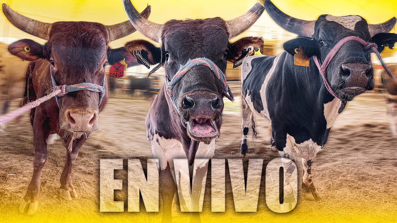 ASI ARRANCAMOS EL JARIPEO EN HIDALGO - Rancho Amanecer