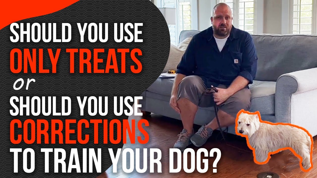 Balanced Dog Training or Purely Positive Dog Training?  (It makes a big difference)