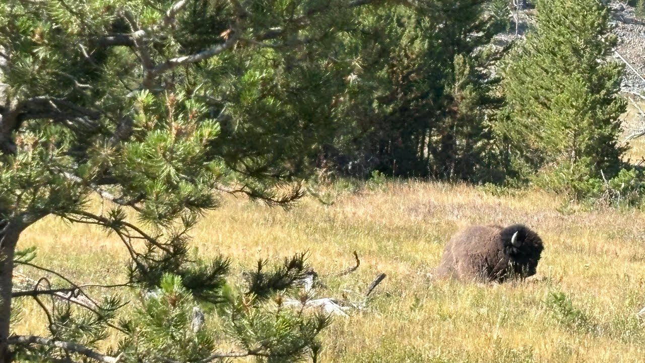 Backpacking Yellowstone!! The Bechler Canyon in Yellowstone’s Cascade Corner!