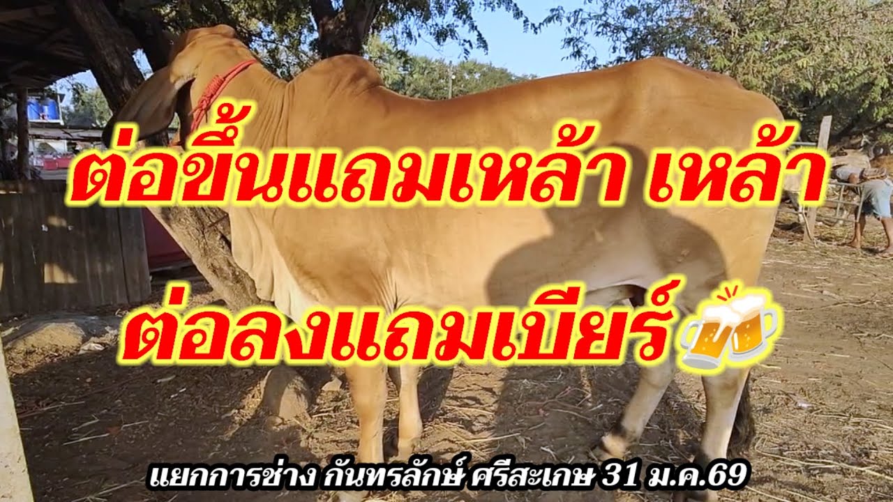 ต่อขึ้นแถมเหล้า ต่อลงแถมเบียร์ 🍻 แยกการช่วย กันทรลักษ์ ศรีสะเกษ 31 ม.ค.69