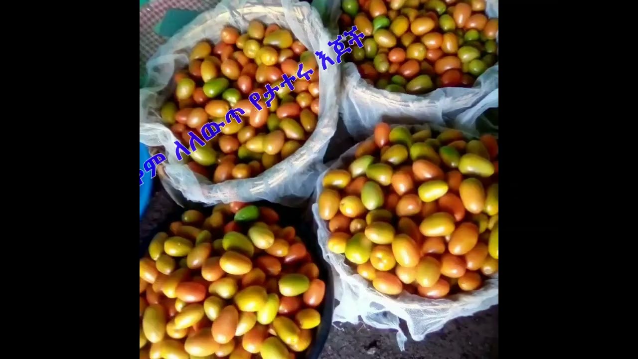 ልማት በአርሶ አደሩ ጓሮ s