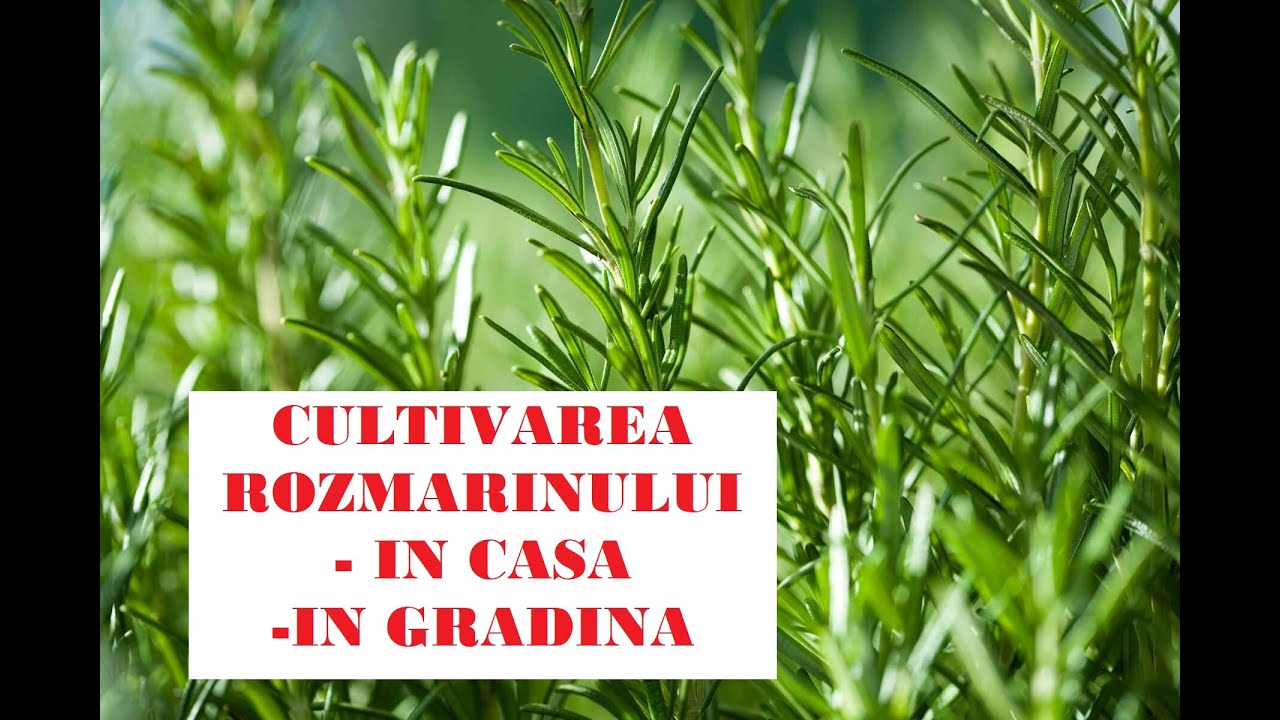 Cultivarea rozmarinului- plantare, îngrijire,  înmulțire