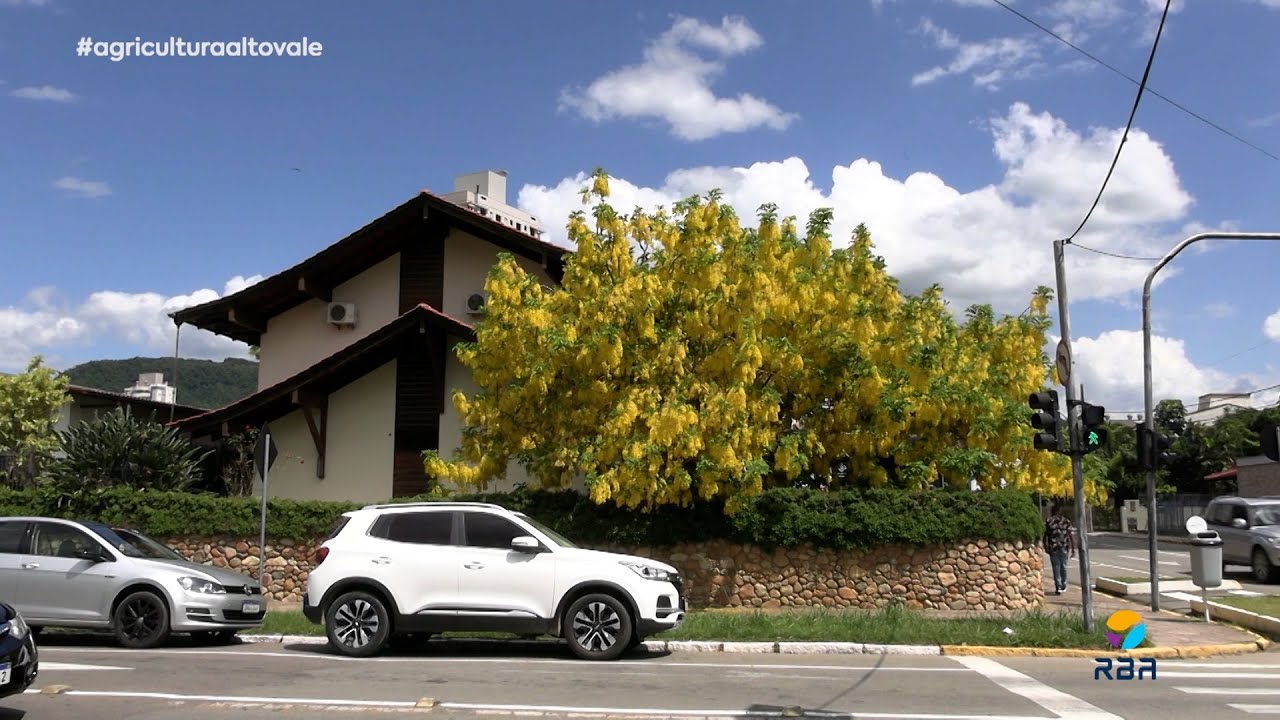 Um espet&aacute;culo amarelo no meio da cidade