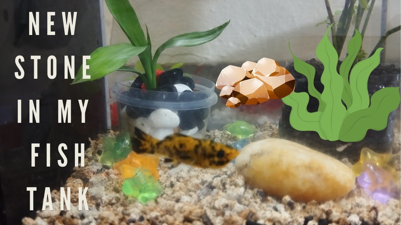 Ideas Ko Tv Live 139 new stone in my tank.  March. 12, ,2026  #live2026  #stone  #fishtank 