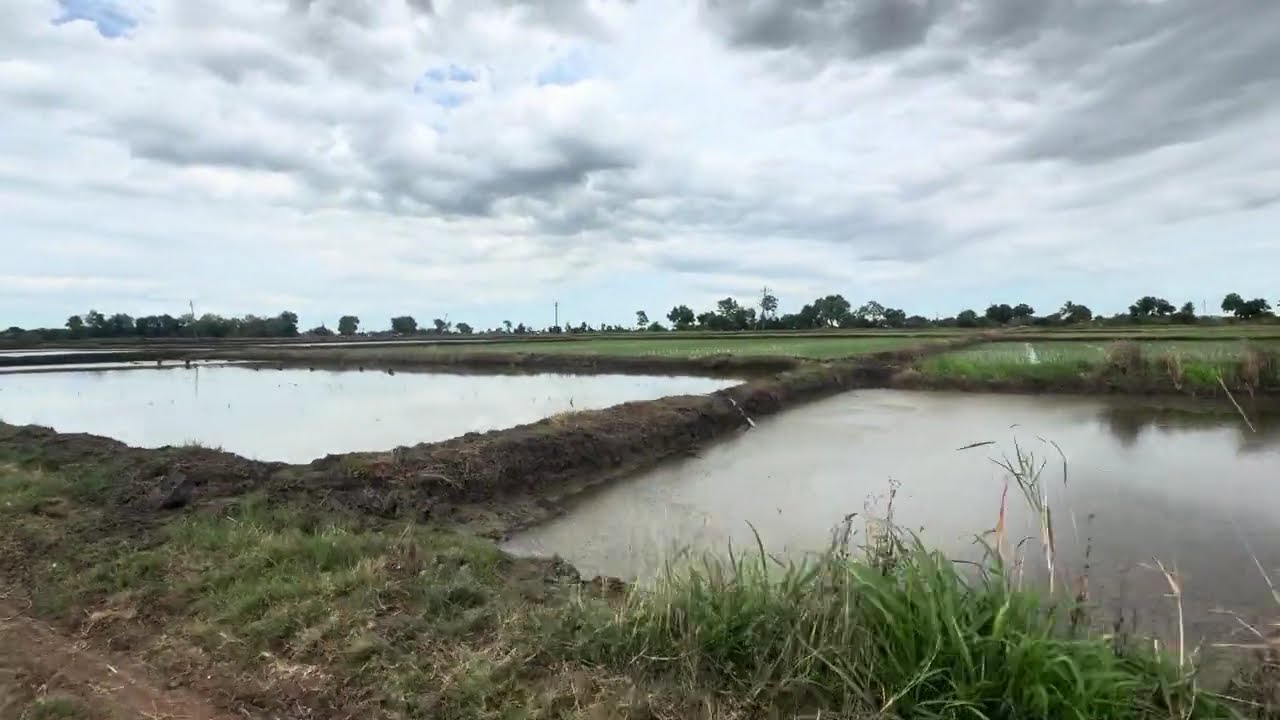 | FARMLAND | AGRICULTURE | PADDY CULTIVATION | PRR |#prrfarmland