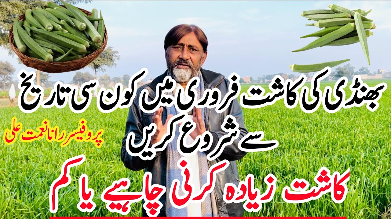 From which date to start okra cultivation in Februaryبھنڈی کاشت فروری میں کون سی تاریخ سے شروع کریں