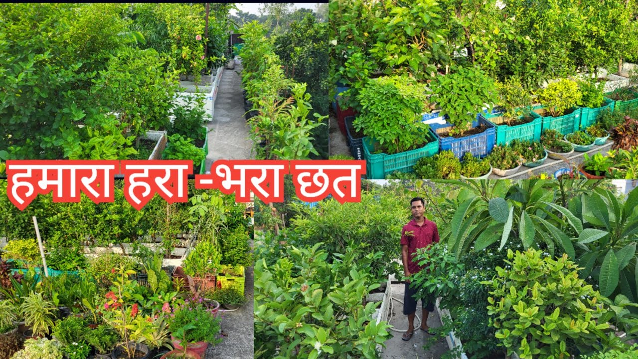 October Terrace Garden Overview || Terrace Gardening || Terrace Fruit Garden