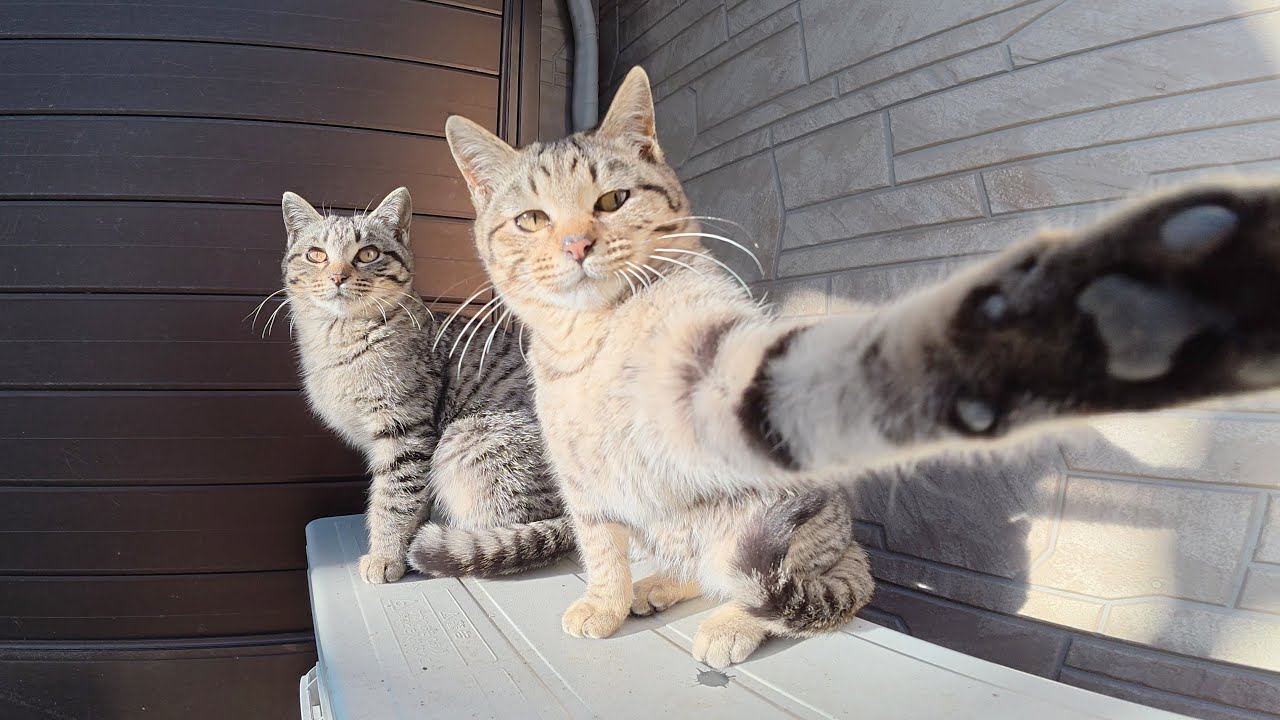 Осторожные котята нападают на камеру и отказываются фотографироваться.