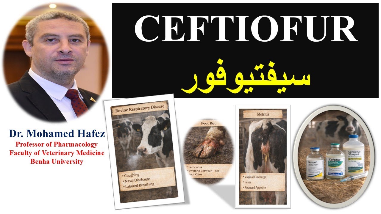 CEFTIOFUR IN ANIMALS السيفتيفور في الحيوانات
