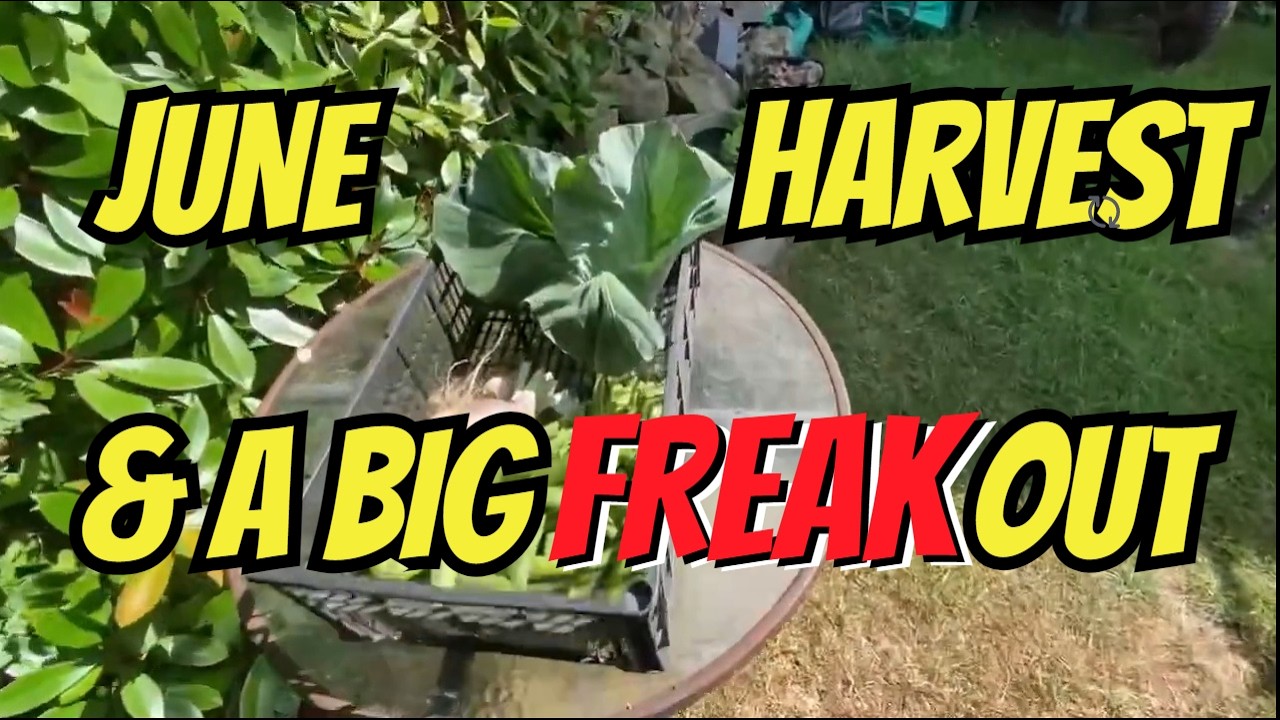 WHAT A FREAK OUT & JUNE VEGETABLE HARVEST #273 ON 28 JUNE 2025