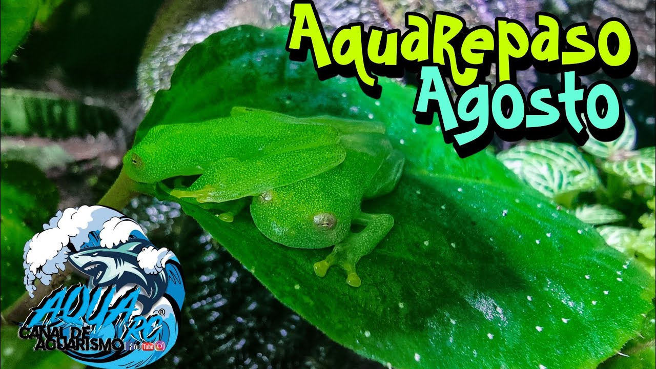 AquaRepaso Agosto 22, Nuevas Mascotas!!! AQUA RC