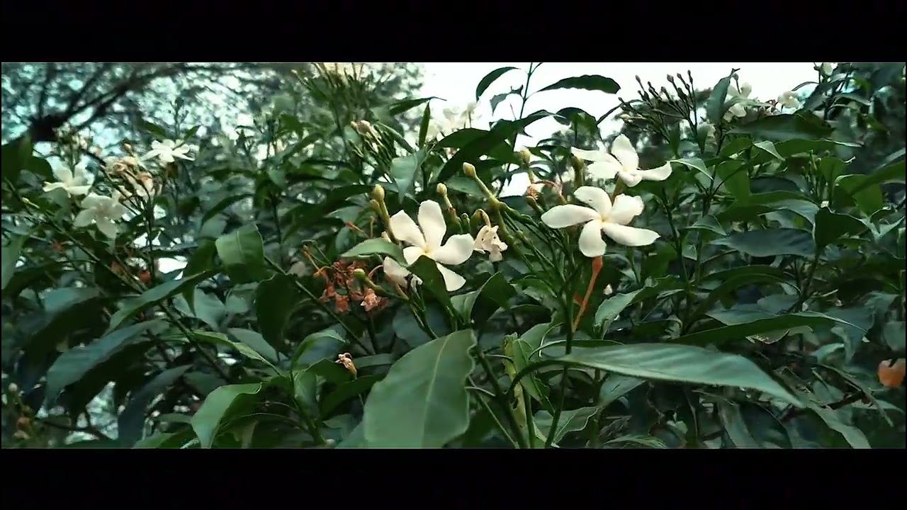 Village cinematic view #cinematic #video #viral #reels #nature #vlog 
