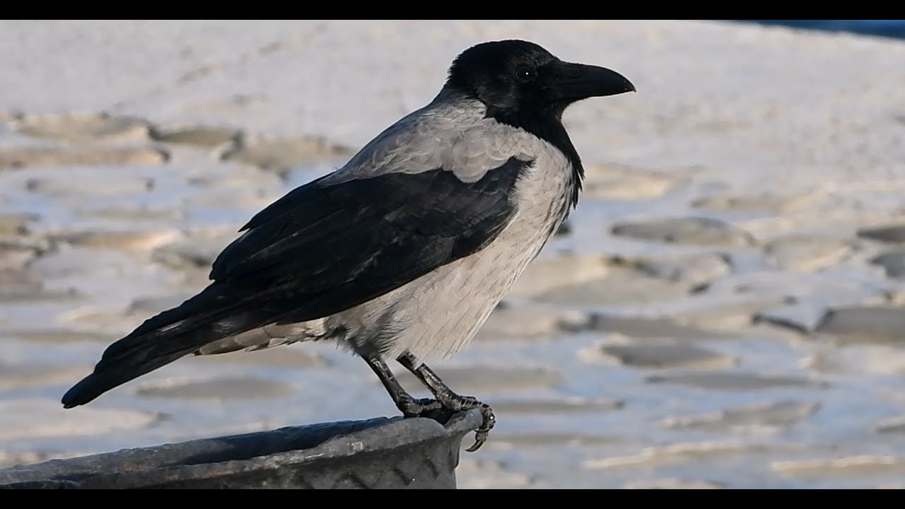 Hooded Crows | Scald Crow | Hoodie | Bird | Bird Watching | Wildlife | Baku | Azerbaijan