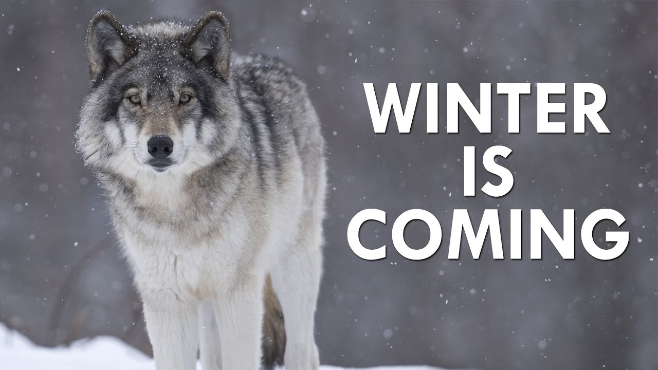 The Life and Death (and Life Again) of Dire Wolves