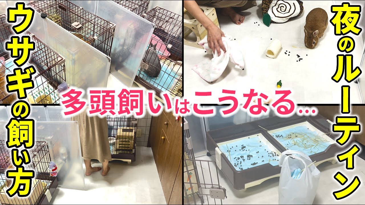 【うさぎの多頭飼い】毎日3～4時間のナイトルーティン！4羽のうさぎのお世話は大変！