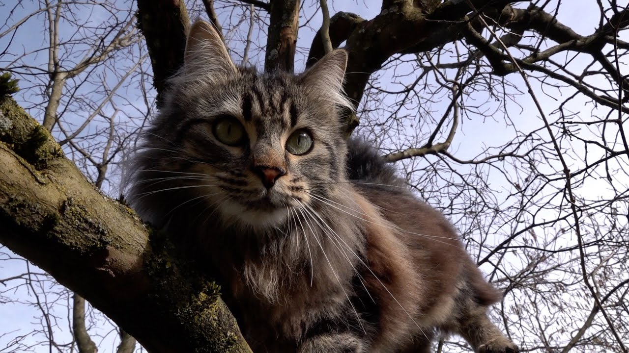 Chichi und Jerry mit Peter im Wald