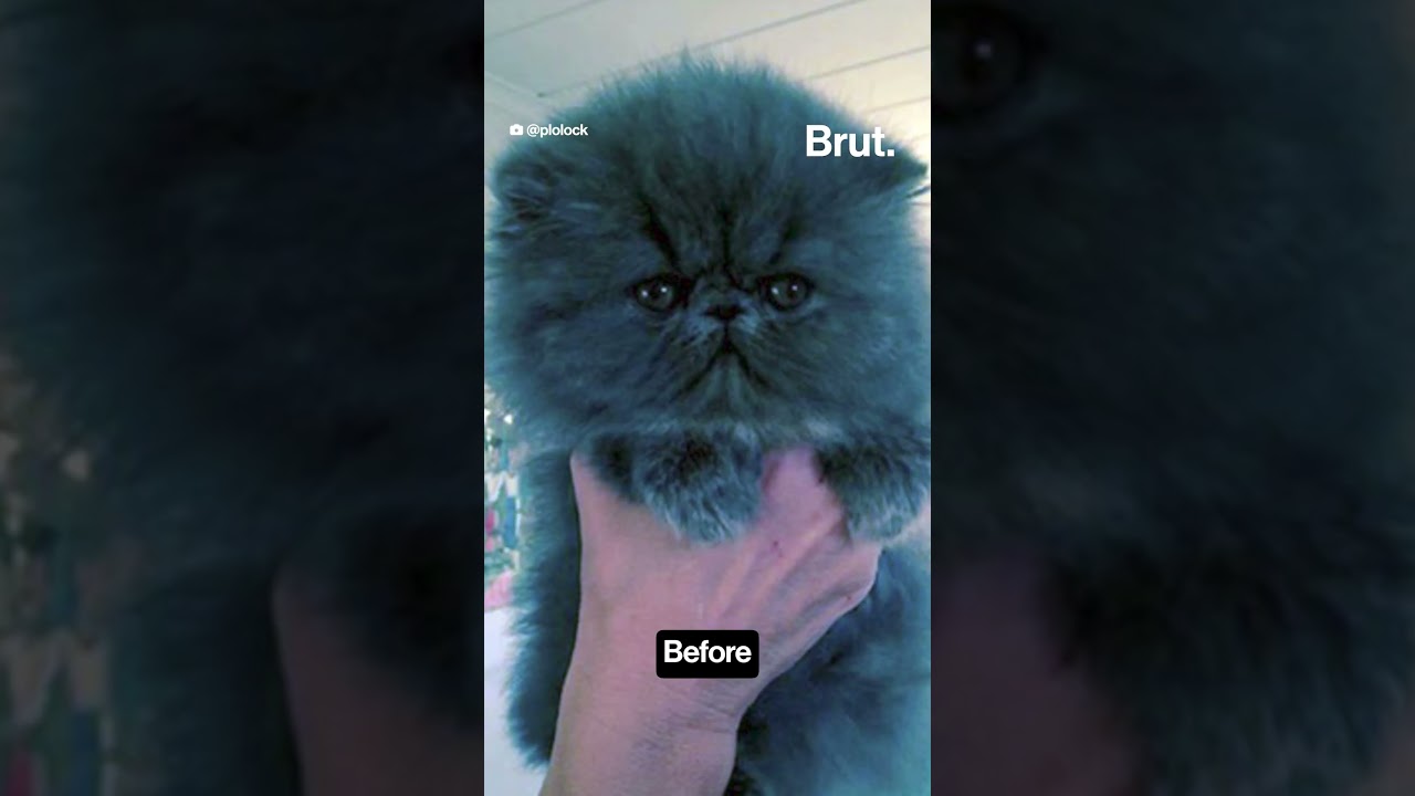 Fluffy animals in the bath: Before and After