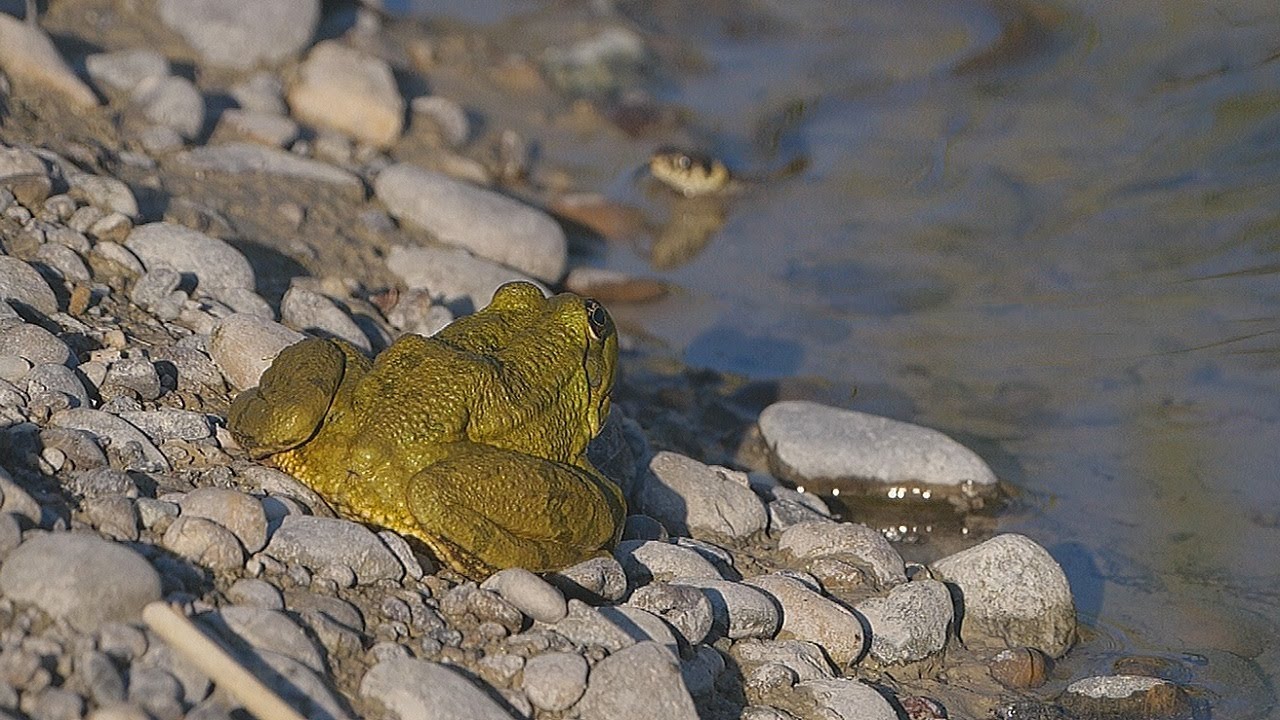 Snakes hunting frogs / Cobras ca&ccedil;ando r&atilde;s / Schlangen auf der Jagd nach Fr&ouml;schen