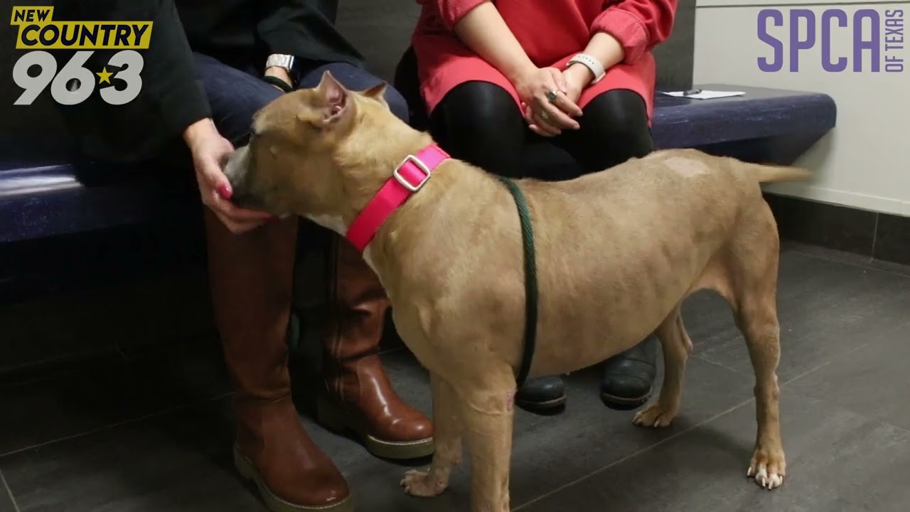 Wet Nose Wednesday with Rachel Ryan- 12 Strays of Christmas - Rosalina