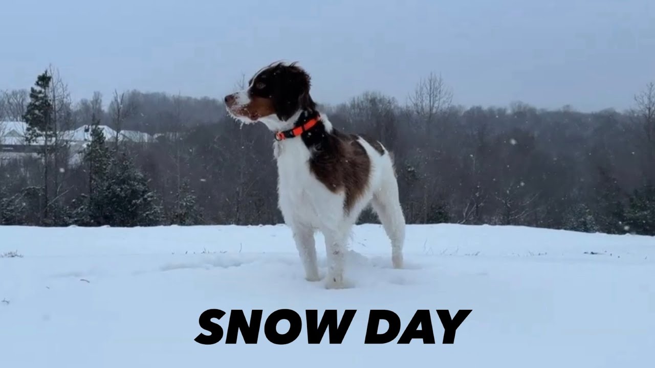 A Walk in the Snow with My Brittany