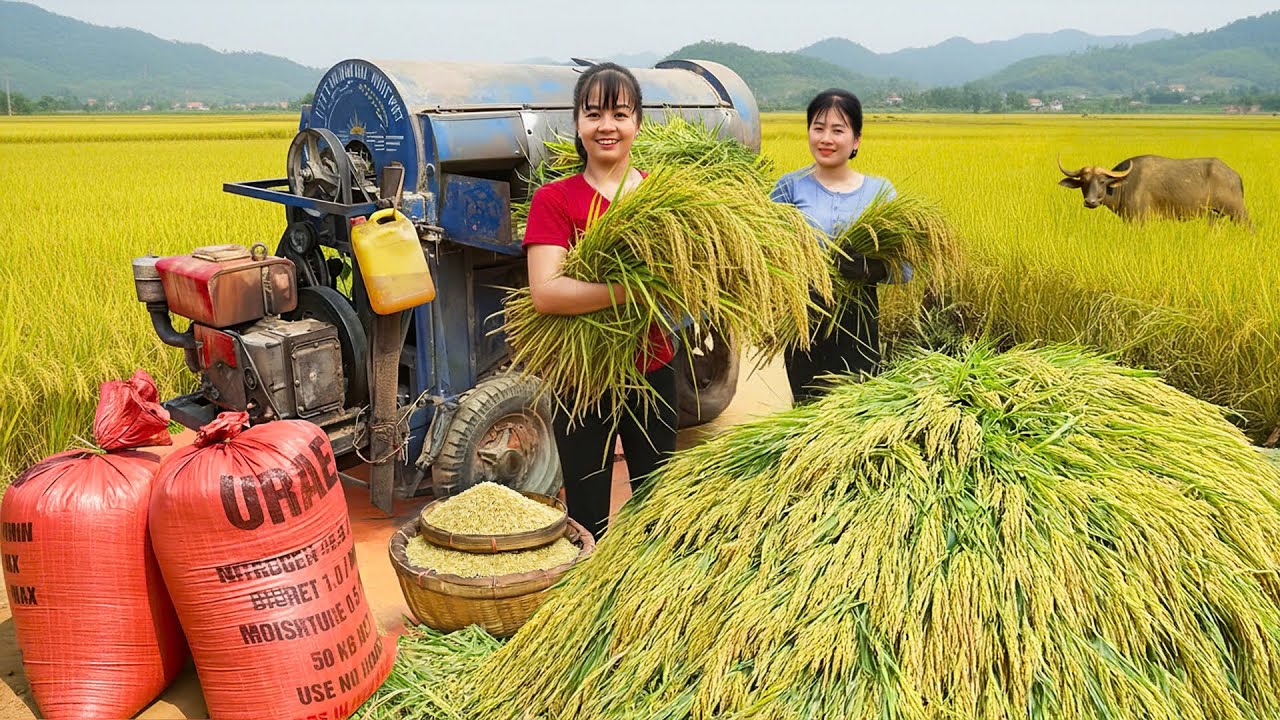 Rewind Timelapse: Nhất My Bushcraft Come To Help Harvest Rice - Cooking Sticky Rice
