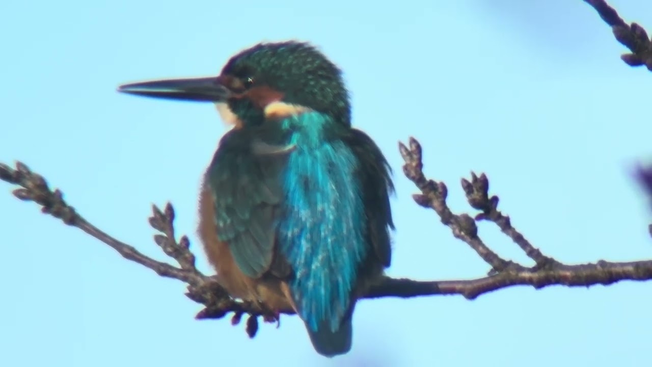 善福寺公園　カワセミ