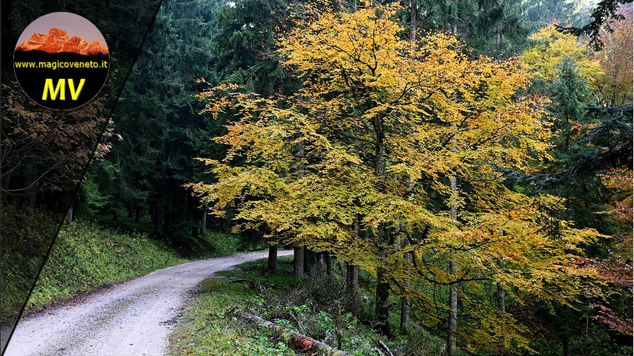 I colori dell'autunno in Pian Cansiglio