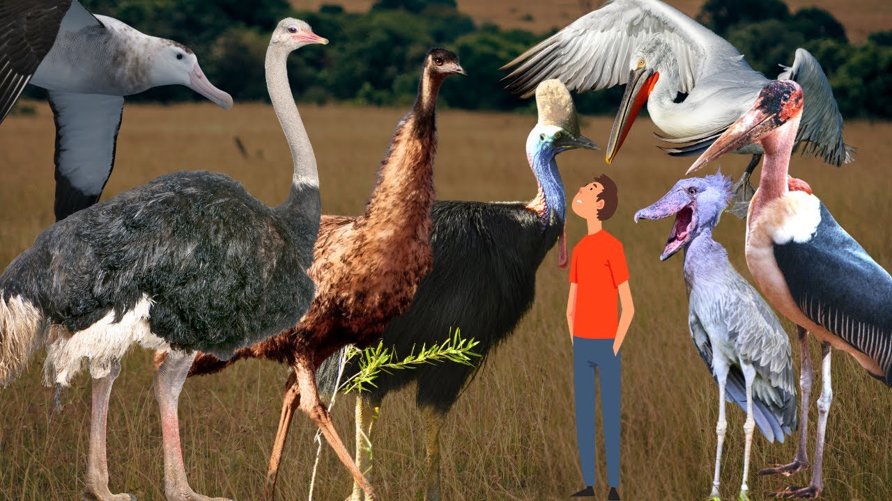 Biggest Birds in the World: Meet 17 Largest Bird Species