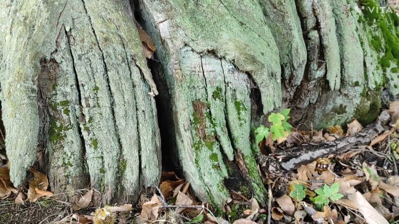 Ancient chestnut tree