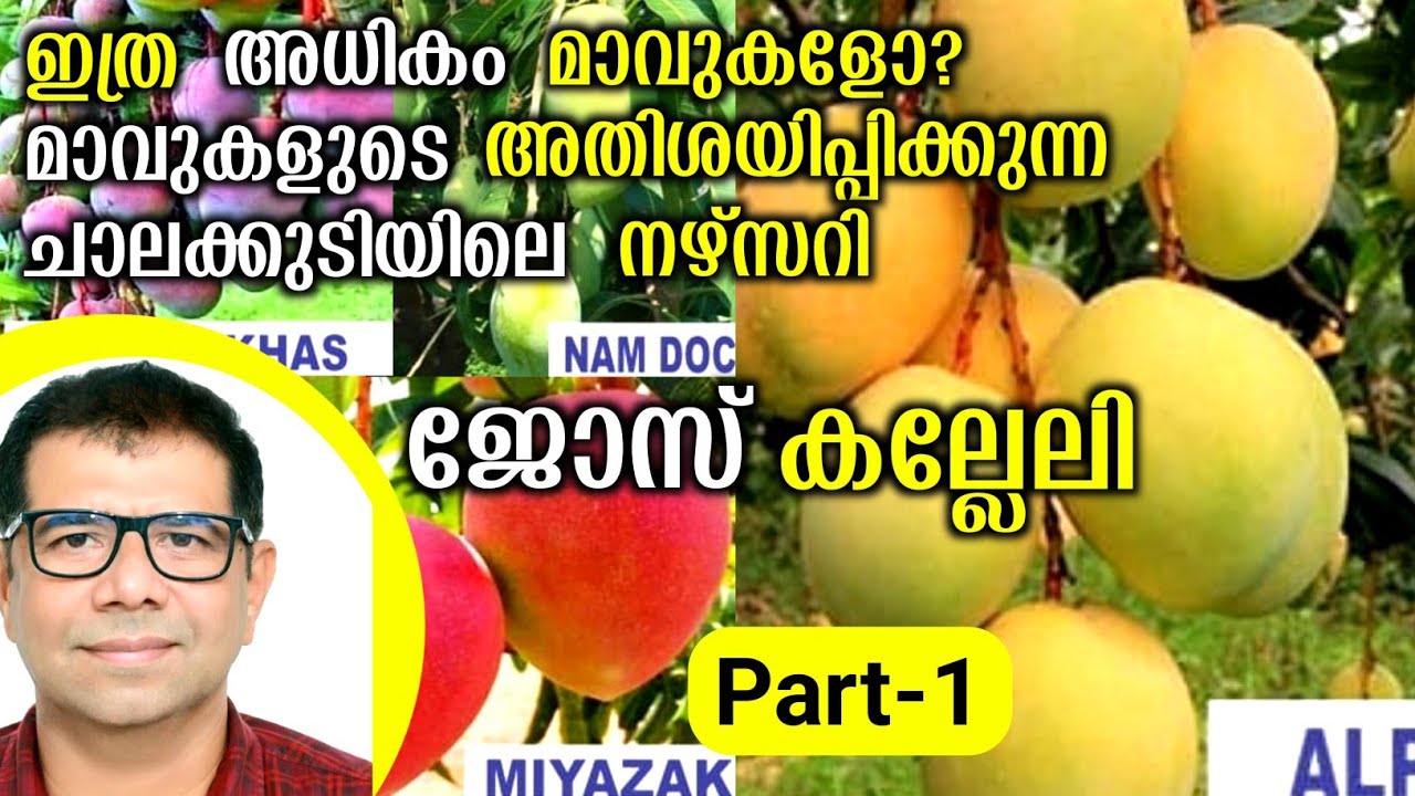 45-ൽ അധികം വെറൈറ്റി മാവുകളുടെ അതിശയിപ്പിക്കുന്ന ചാലക്കുടിയിലെ നഴ്‌സറി | Highfield Kerala Nursery