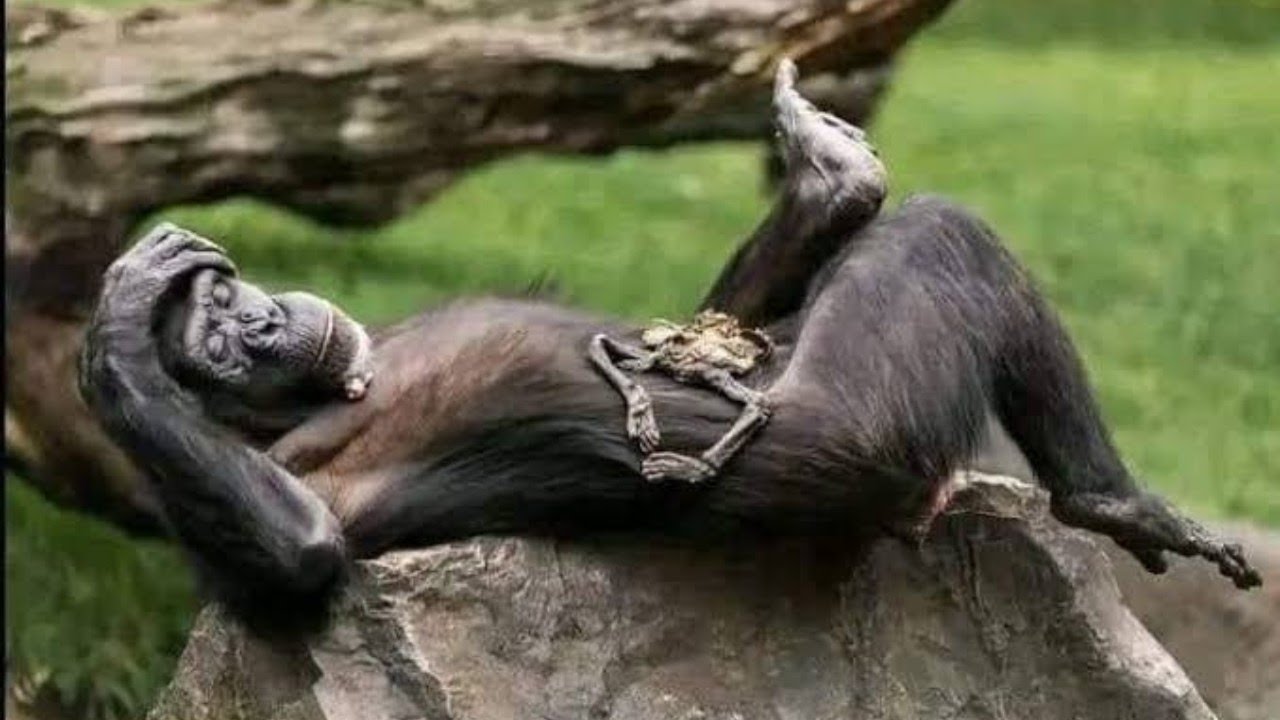 She Carried Her Baby for Days… A Mother’s Love That Broke Everyone’s Heart 😢 | Natalia the Chimp