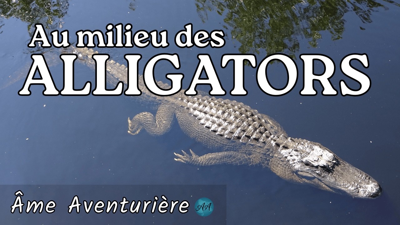 Floride | INCROYABLE Tour d'airboat dans les Everglades • Nature sauvage & Alligators