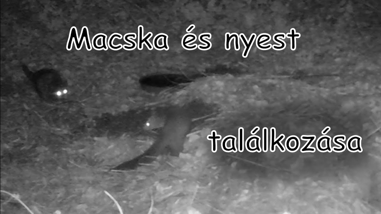 Macska és nyest találkozása