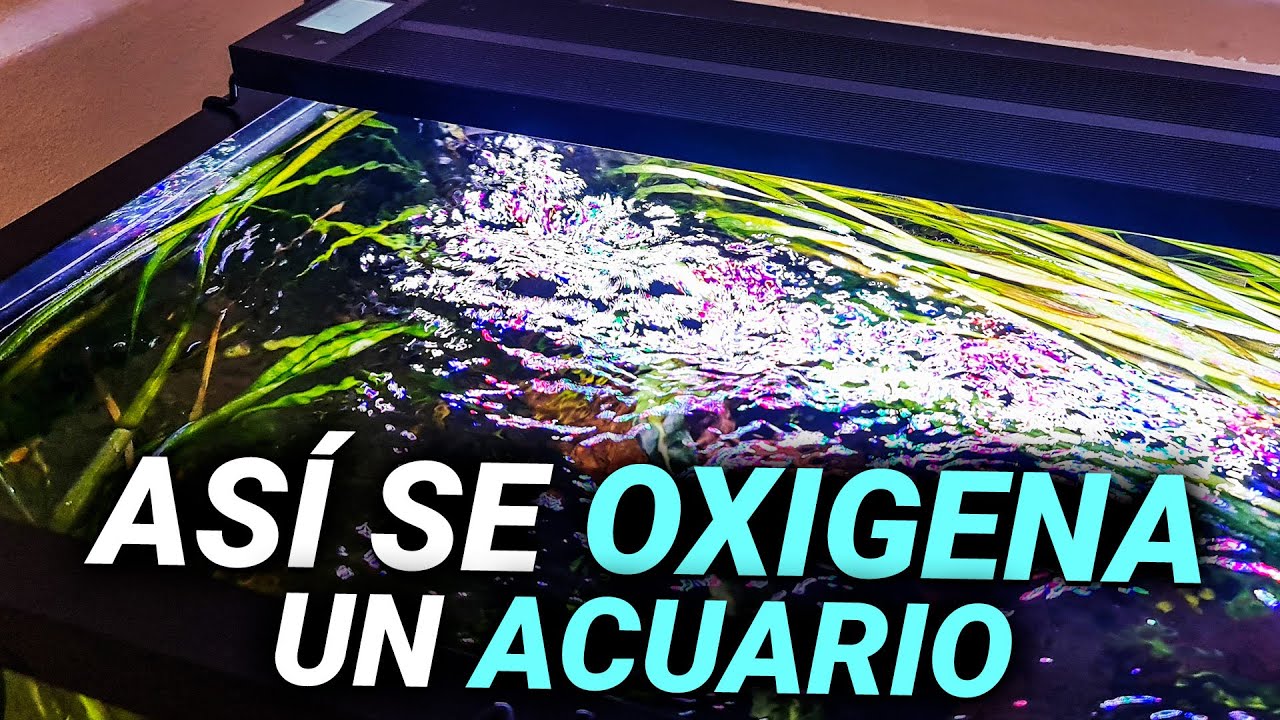 Así se OXIGENA un ACUARIO de manera CORRECTA | ¿Qué filtro debes comprar?