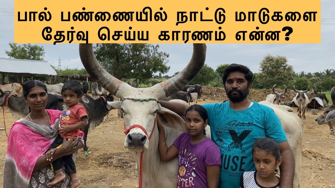பால் பண்ணையில் நாட்டு மாடுகளை தேர்வு செய்ய காரணம் என்ன? | Best Cows for Dairy Farming in India