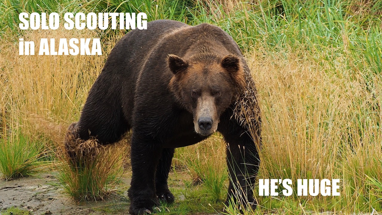 Alone in Katmai: Watching a Monster Coastal Brown Bear 